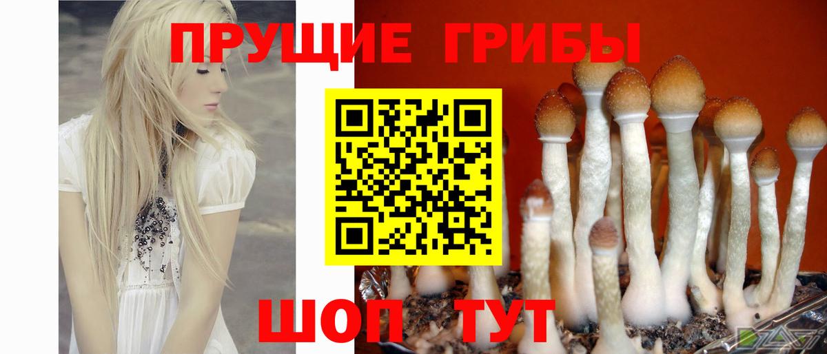 Прохладный  Псилоцибиновые грибы мухоморы  Вход с VPN 